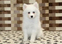 Jessie, a female Pomsky for sale in Denver, PA – Photo 3 of 4