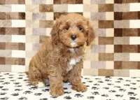 Grace, a female Cavapoo for sale in Denver, PA – 4 of 4