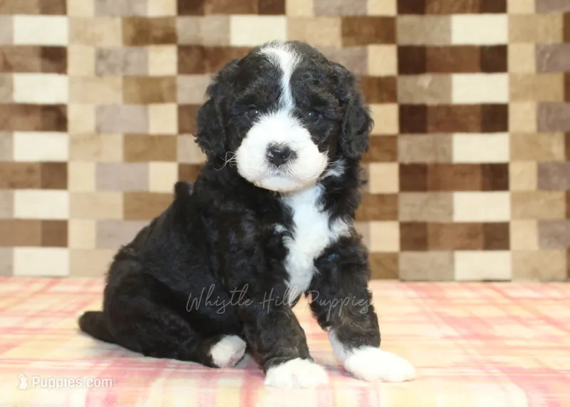 Chief – Miniature Bernedoodle puppy for sale in Denver, PA