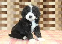 Chief, a male Miniature Bernedoodle for sale in Denver, PA – 5 of 8