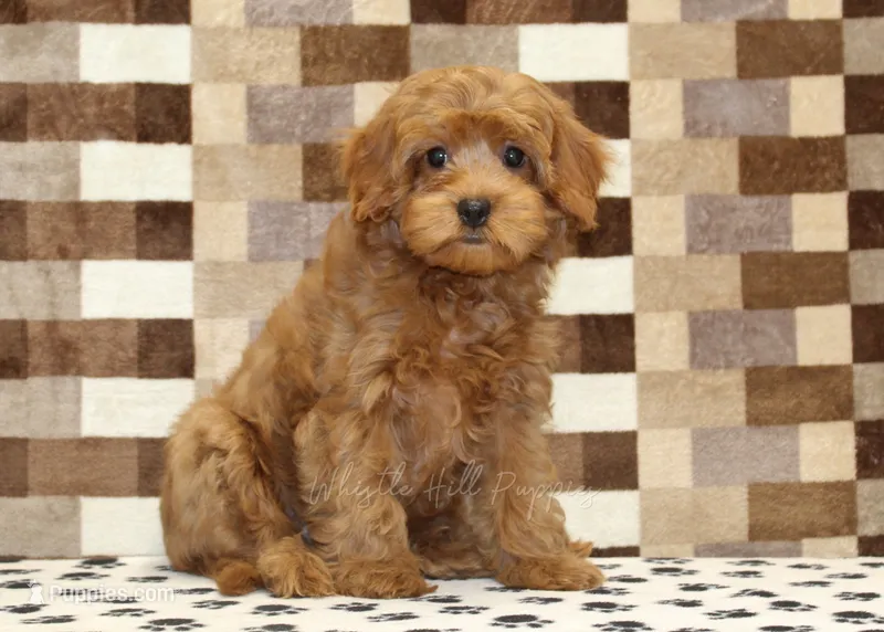Scout – Cavapoo puppy for sale in Denver, PA