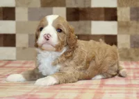 Frank, a male Cavapoo and Miniature Bernedoodle for sale in Denver, PA – 4 of 4