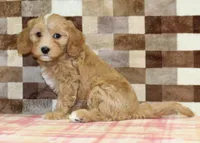 Joy, a female Cavapoo and Miniature Bernedoodle for sale in Denver, PA – 4 of 4