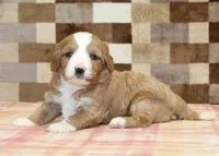 Fancy, a female Cavapoo and Miniature Bernedoodle for sale in Denver, PA – 2 of 4