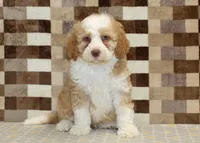 Harley, a male Miniature Bernedoodle for sale in Denver, PA – 3 of 4