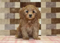 Sadie, a female Cavapoo for sale in Denver, PA – 3 of 4