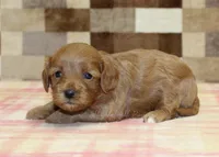 Sadie, a female Cavapoo for sale in Denver, PA – Photo 3 of 3