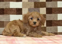 Sadie, a female Cavapoo for sale in Denver, PA – 2 of 4