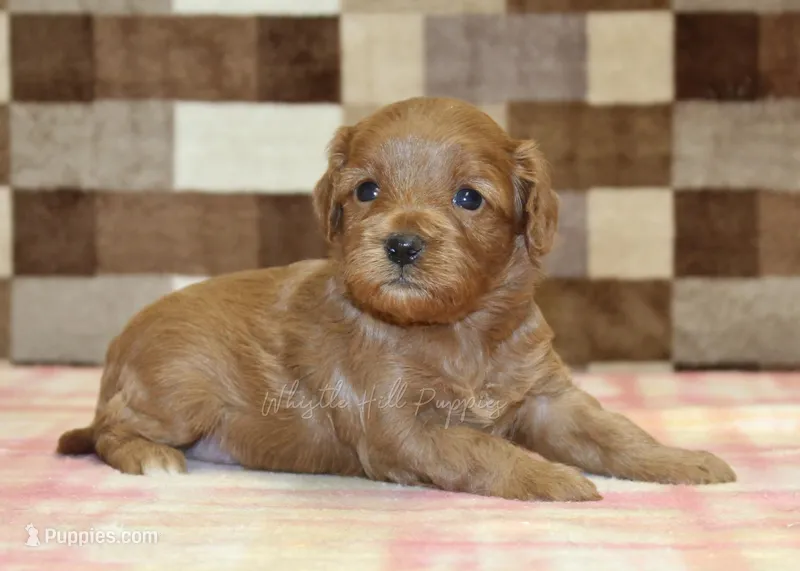 Sadie – Cavapoo puppy for sale in Denver, PA