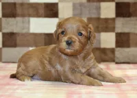 Sadie, a female Cavapoo for sale in Denver, PA – Photo 1 of 3