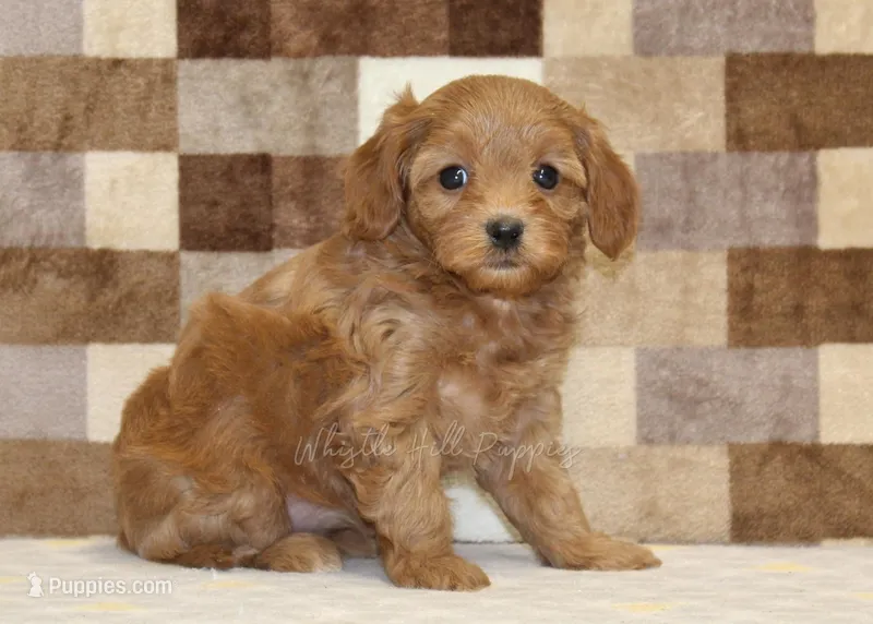 Sadie – Cavapoo puppy for sale in Denver, PA