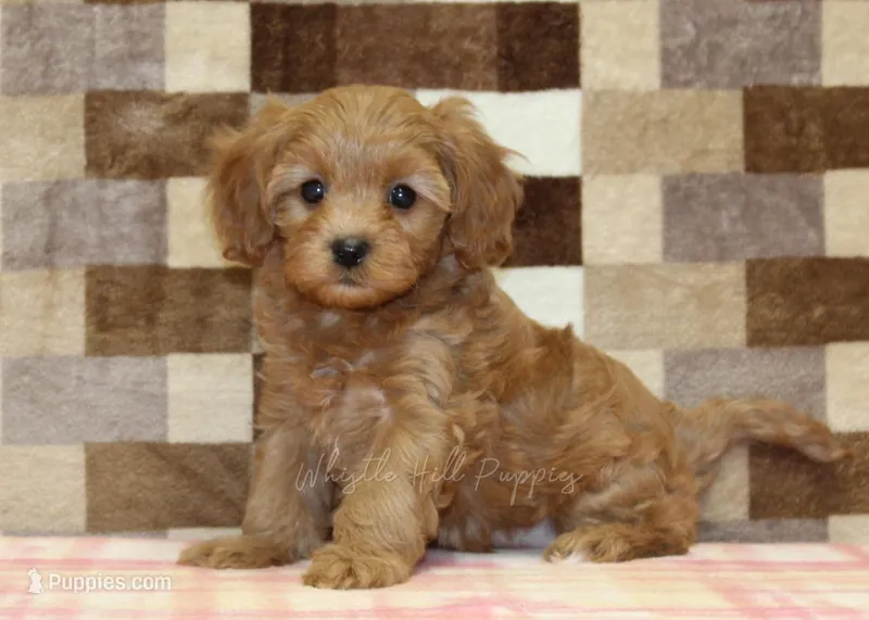 Sadie – Cavapoo puppy for sale in Denver, PA