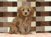 Sadie, a female Cavapoo for sale in Denver, PA – 4 of 4