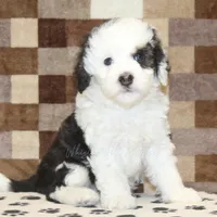 Luke, a male Miniature Bernedoodle for sale in Denver, PA – Photo 1 of 4