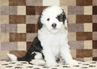 Luke, a male Miniature Bernedoodle for sale in Denver, PA – Photo 1 of 4