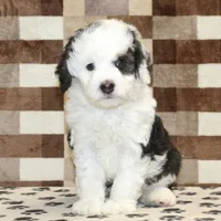 Luke, a male Miniature Bernedoodle for sale in Denver, PA – Photo 3 of 4