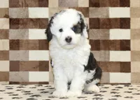 Luke, a male Miniature Bernedoodle for sale in Denver, PA – Photo 3 of 4