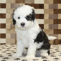 Luke, a male Miniature Bernedoodle for sale in Denver, PA – Photo 4 of 4
