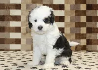 Luke, a male Miniature Bernedoodle for sale in Denver, PA – Photo 4 of 4