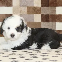 Luke, a male Miniature Bernedoodle for sale in Denver, PA – Photo 2 of 4