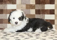 Luke, a male Miniature Bernedoodle for sale in Denver, PA – Photo 2 of 4