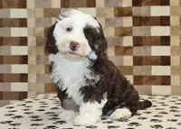 Bailey, a female Miniature Bernedoodle for sale in Denver, PA – 1 of 8