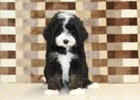 Cupcake, a female Miniature Bernedoodle for sale in Denver, PA – 3 of 8