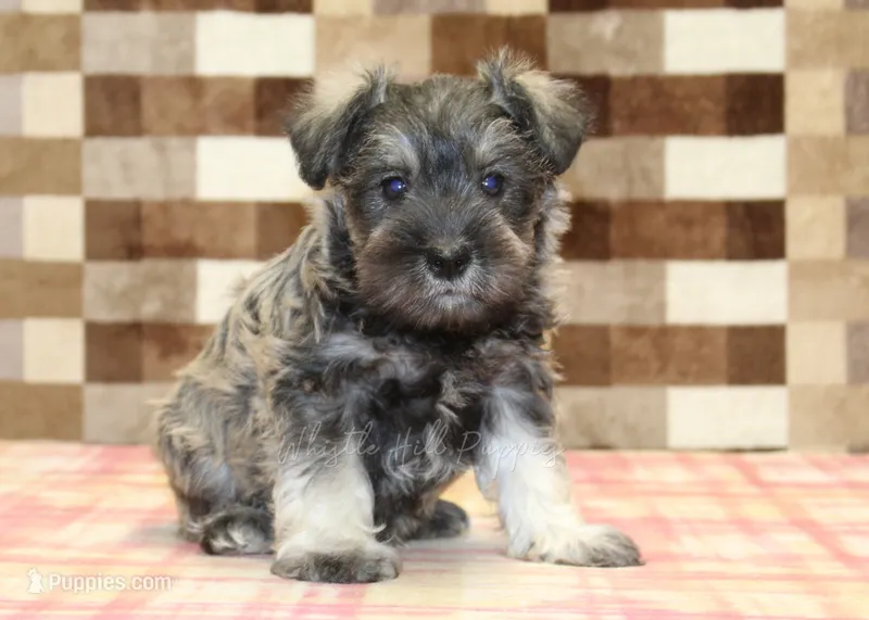 Ernie – Miniature Schnauzer puppy for sale in Denver, PA