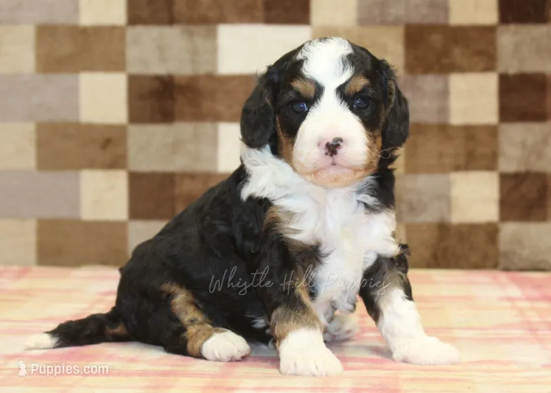 Fred – Cavapoo, Miniature Bernedoodle puppy for sale in Denver, PA