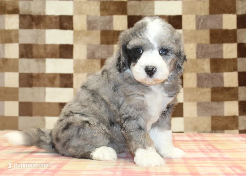 Cassie – Miniature Bernedoodle puppy for sale in Denver, PA