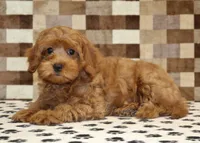 Scout, a male Cavapoo for sale in Denver, PA – 2 of 4