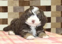 Bingo, a male Miniature Bernedoodle for sale in Denver, PA – 2 of 8