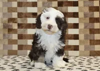 Bailey, a female Miniature Bernedoodle for sale in Denver, PA – 3 of 8