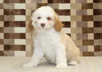 Hanna, a female Miniature Bernedoodle for sale in Denver, PA – 4 of 4