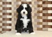 Cody, a male Miniature Bernedoodle for sale in Denver, PA – 3 of 8