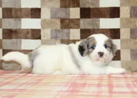 Chip, a male Miniature Bernedoodle for sale in Denver, PA – 7 of 7