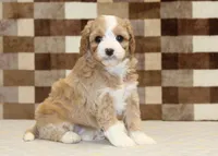 Fern, a female Cavapoo and Miniature Bernedoodle for sale in Denver, PA – 8 of 8