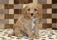 Micky, a male Cavapoo and Miniature Bernedoodle for sale in Denver, PA – Photo 4 of 4