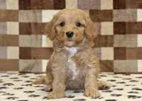 Micky, a male Cavapoo and Miniature Bernedoodle for sale in Denver, PA – Photo 3 of 4