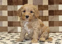 Micky, a male Cavapoo and Miniature Bernedoodle for sale in Denver, PA – Photo 1 of 4