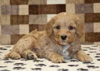 Micky, a male Cavapoo and Miniature Bernedoodle for sale in Denver, PA – Photo 2 of 4