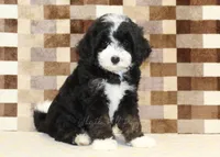 Cupcake, a female Miniature Bernedoodle for sale in Denver, PA – 4 of 8