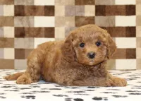 Olivia, a female Cavapoo for sale in Denver, PA – 2 of 4