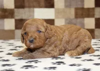 Olivia, a female Cavapoo for sale in Denver, PA – Photo 3 of 3