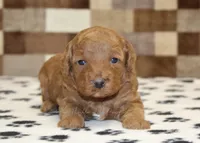 Olivia, a female Cavapoo for sale in Denver, PA – Photo 2 of 3