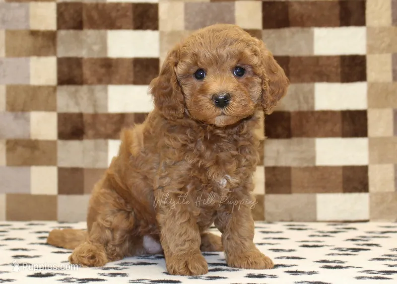 Olivia – Cavapoo puppy on hold in Denver, PA