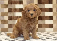 Olivia, a female Cavapoo for sale in Denver, PA – 1 of 4