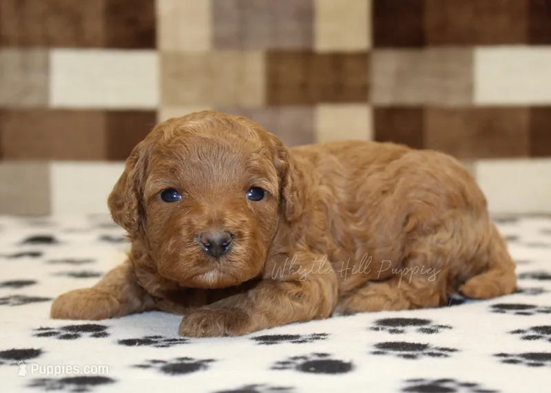 Olivia – Cavapoo puppy for sale in Denver, PA