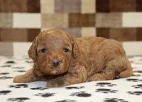 Olivia, a female Cavapoo for sale in Denver, PA – Photo 1 of 3