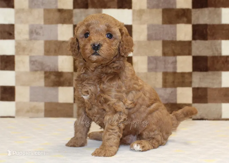 Olivia – Cavapoo puppy for sale in Denver, PA
